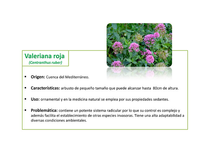 Fichas Flora Invasora – Ayuntamiento de Tenerife