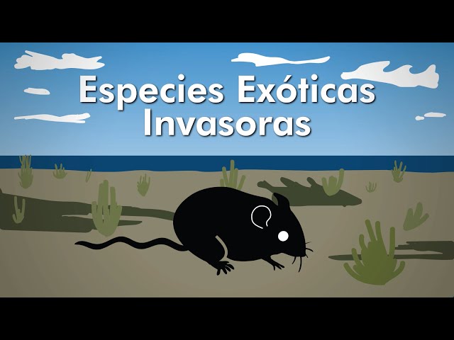 Vídeo Especies Exóticas Invasoras – Asociación Conservación Islas México